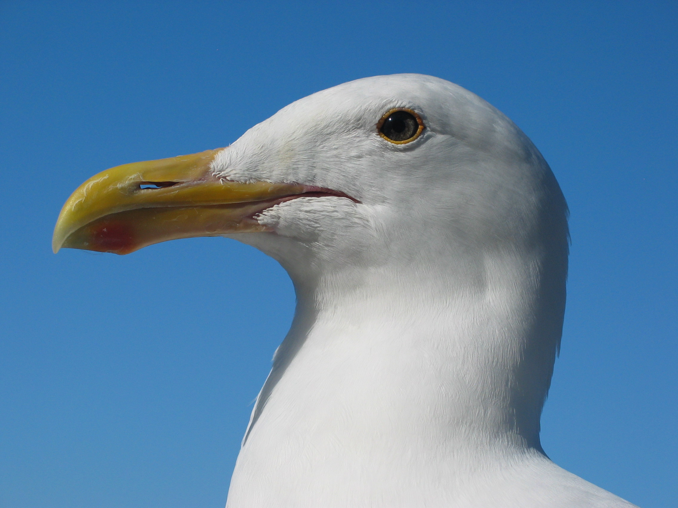  El fascinante mundo de las gaviotas